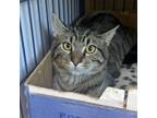 Adopt Auburn a Domestic Short Hair