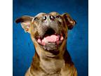 Adopt Liza Jane a Pit Bull Terrier