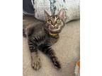 Adopt Sandra a Domestic Short Hair