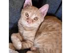 Adopt Scarborough a Domestic Short Hair