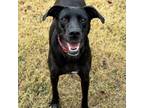 Adopt Mama Audrey Hepburn a Black Labrador Retriever