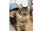 Adopt MOMMA a Maine Coon, Domestic Medium Hair