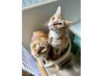 Adopt Orange Marmalade and Apricot Jam a Oriental Tabby