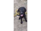 Adopt Karen a Black Labrador Retriever