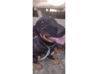 Adopt Harley a Black Labrador Retriever