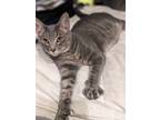 Adopt Trix (must be adopted with Capn crunch) a Domestic Short Hair