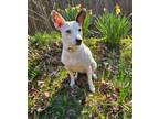 Adopt Lily a Jack Russell Terrier, Miniature Bull Terrier
