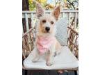 Adopt Betsy a West Highland White Terrier / Westie