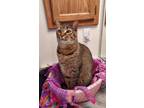 Adopt Zoey a Domestic Short Hair