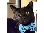 Adopt fun Tom - see video! a Domestic Short Hair, Bombay