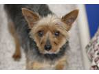 Adopt Spunky Boy a Yorkshire Terrier