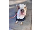 Adopt Jethro a Pit Bull Terrier