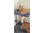 Adopt Becker a Domestic Short Hair