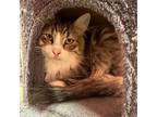 Adopt Conway Whiskey a Domestic Medium Hair