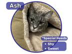 Adopt Ash a Domestic Short Hair