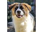 Adopt Shaw a Great Pyrenees, German Shepherd Dog