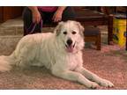 Adopt Apache a Great Pyrenees, Akbash