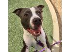 Adopt PORTER a Pit Bull Terrier, Mixed Breed