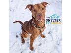 Adopt Manny H7 AVAILABLE a Pit Bull Terrier