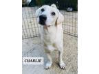 Adopt CHARLIE a Labrador Retriever