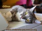 Adopt Oliverio a Domestic Short Hair