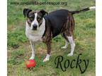 Adopt Rocky a Staffordshire Bull Terrier, Boxer