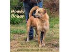 Adopt Howdy Doggy a Catahoula Leopard Dog, Labrador Retriever