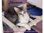 Adopt Shazam a Domestic Short Hair