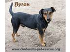 Adopt Byron a Beauceron