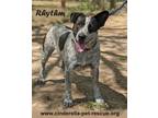 Adopt Rhythm a Australian Cattle Dog / Blue Heeler