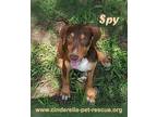 Adopt Spy a Beagle, Labrador Retriever