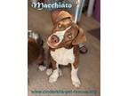 Adopt Macchiato a American Staffordshire Terrier