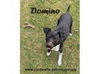 Adopt Domino a Terrier, Dalmatian