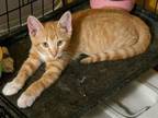 Adopt Sherbet a Domestic Short Hair