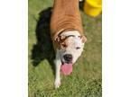 Adopt Odin a Staffordshire Bull Terrier