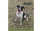 Adopt Scout a Pointer