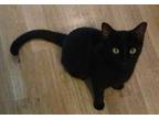 Adopt Spooky a Domestic Short Hair