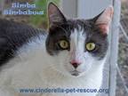 Adopt Simbabwa a Domestic Short Hair