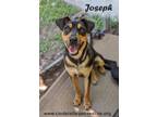 Adopt Joseph a Doberman Pinscher, Labrador Retriever