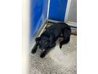 Adopt Shadow a Greyhound, Black Labrador Retriever