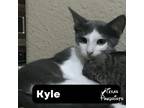 Adopt Kyle a Domestic Short Hair, Tabby