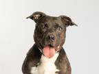 Adopt ZOLO a Pit Bull Terrier, Mixed Breed