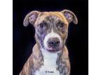 Adopt Diesel a Mountain Cur, Mixed Breed