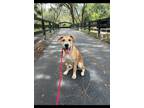 Adopt Louie a Yellow Labrador Retriever