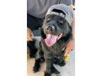 Adopt Halligan a Flat-Coated Retriever, Retriever