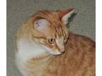 Adopt Sun a Tabby, Exotic Shorthair