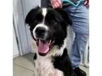 Adopt Rex a Border Collie, Boxer