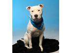 Adopt Banjo - $100 a Pit Bull Terrier