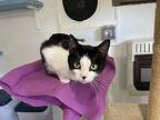 Hickory Domestic Shorthair Young Female