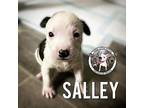 Salley Wheeler Puppy Female
